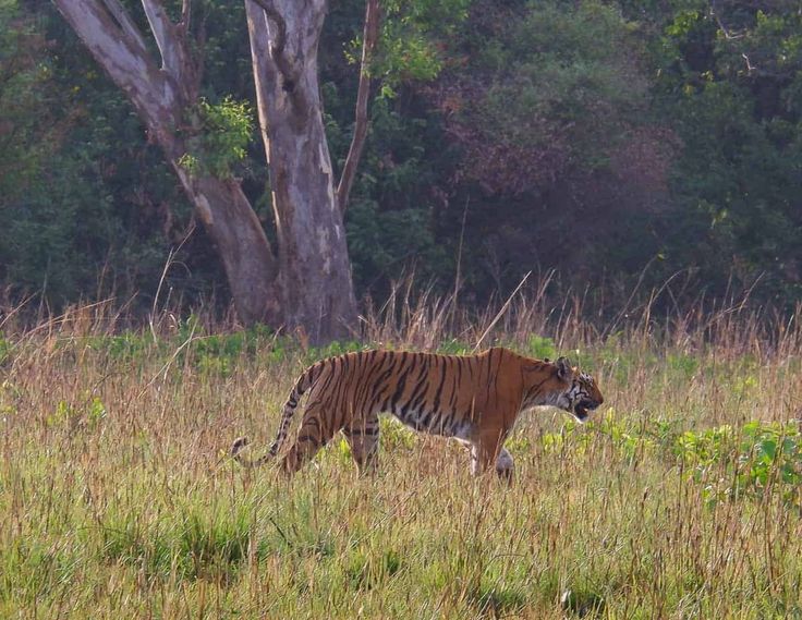 Jim Corbett Tour
